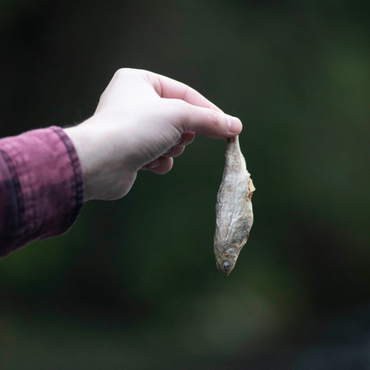 BAYSWATER - Snack Premium Liofilizado Bayts Baby Salmon Perro 100gr