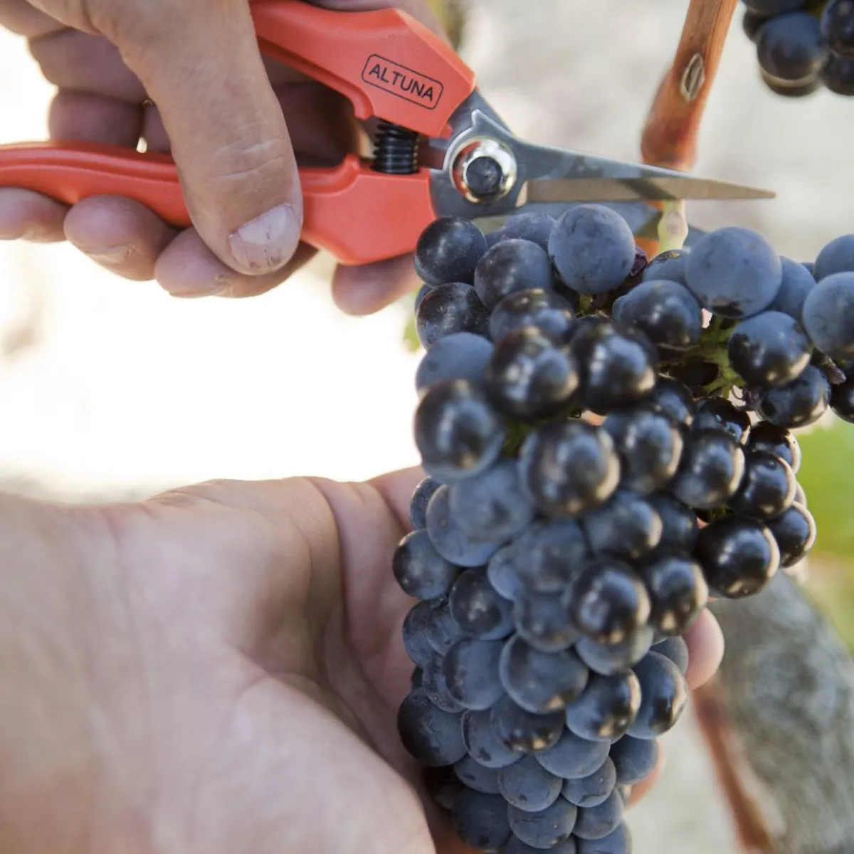 ALTUNA - TIJERA PARA VENDIMIA Y RECOLECCION ALTUNA 1271 INOX