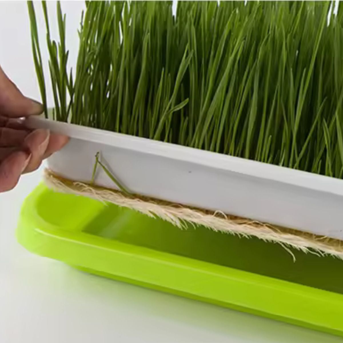 GENERICO - Bandeja De Germinación Preparacion Cultivos Hidropónicos