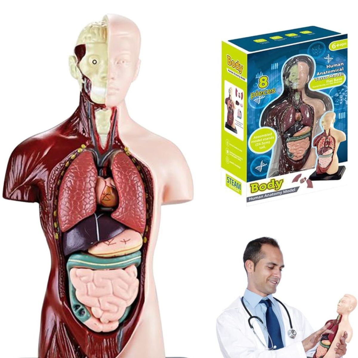 GENERICO - Juguete De Anatomía Torso Humano Realista Interactivo 24cm