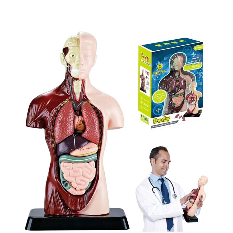 GENERICO - Juguete De Anatomía Torso Humano Realista Interactivo 24cm