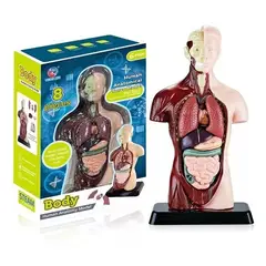 GENERICO - Juguete De Anatomía Humana Realista