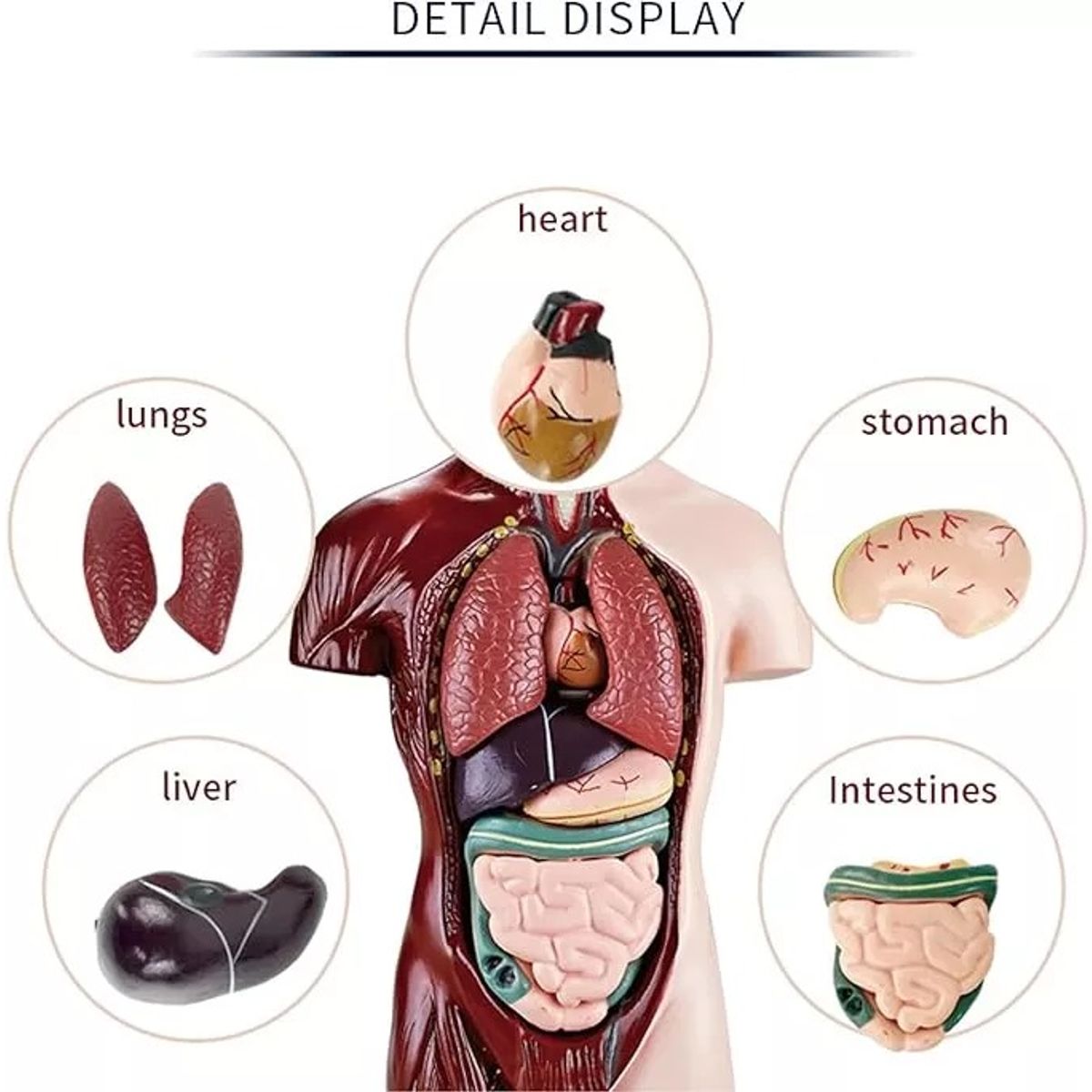 GENERICO - Juguete De Anatomía Humana Realista