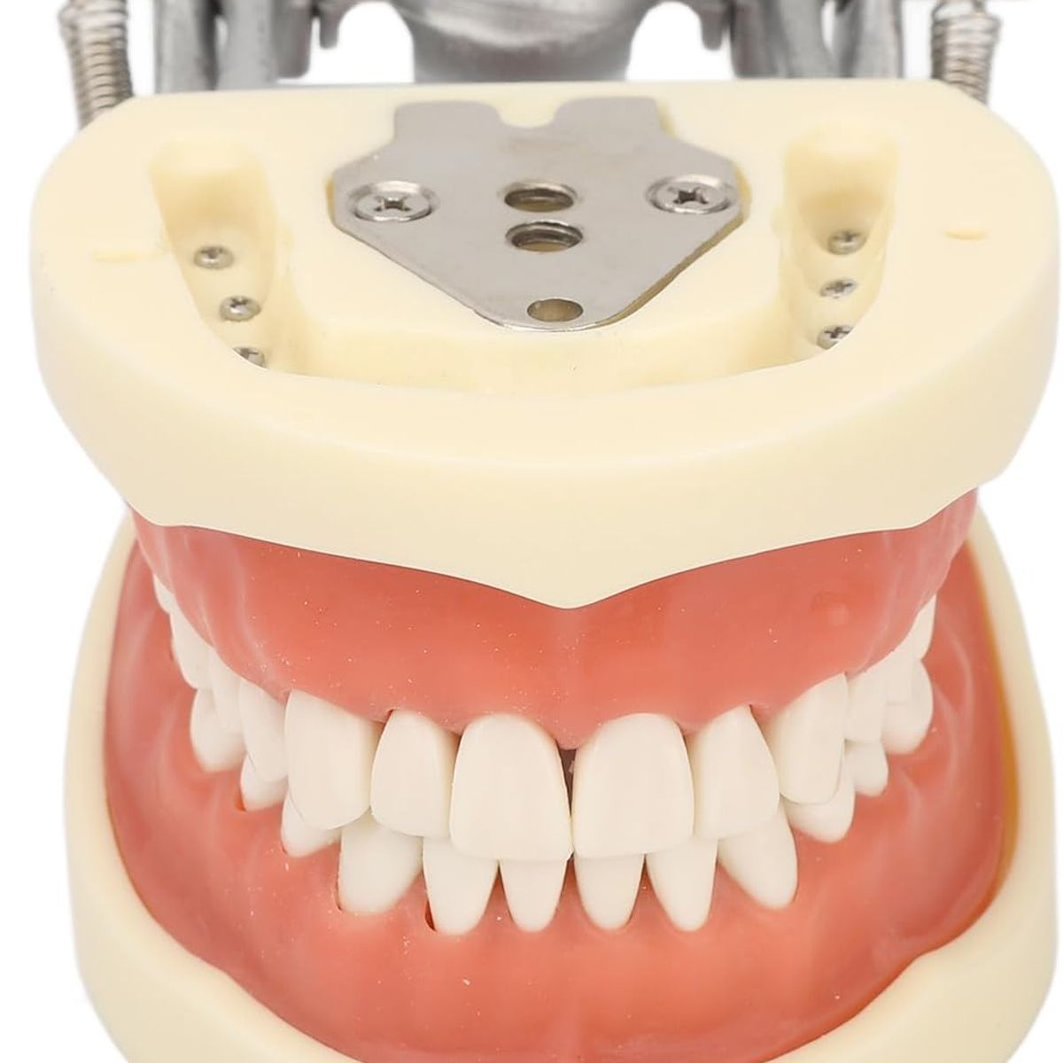 KUANGYE - Modelo Dental Tipodonto Suave 32 Dientes