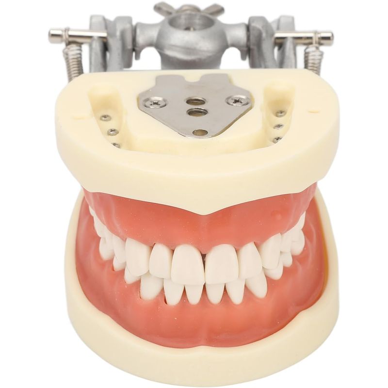 KUANGYE - Modelo Dental Tipodonto Suave 32 Dientes