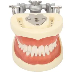 KUANGYE - Modelo Dental Tipodonto Suave 32 Dientes