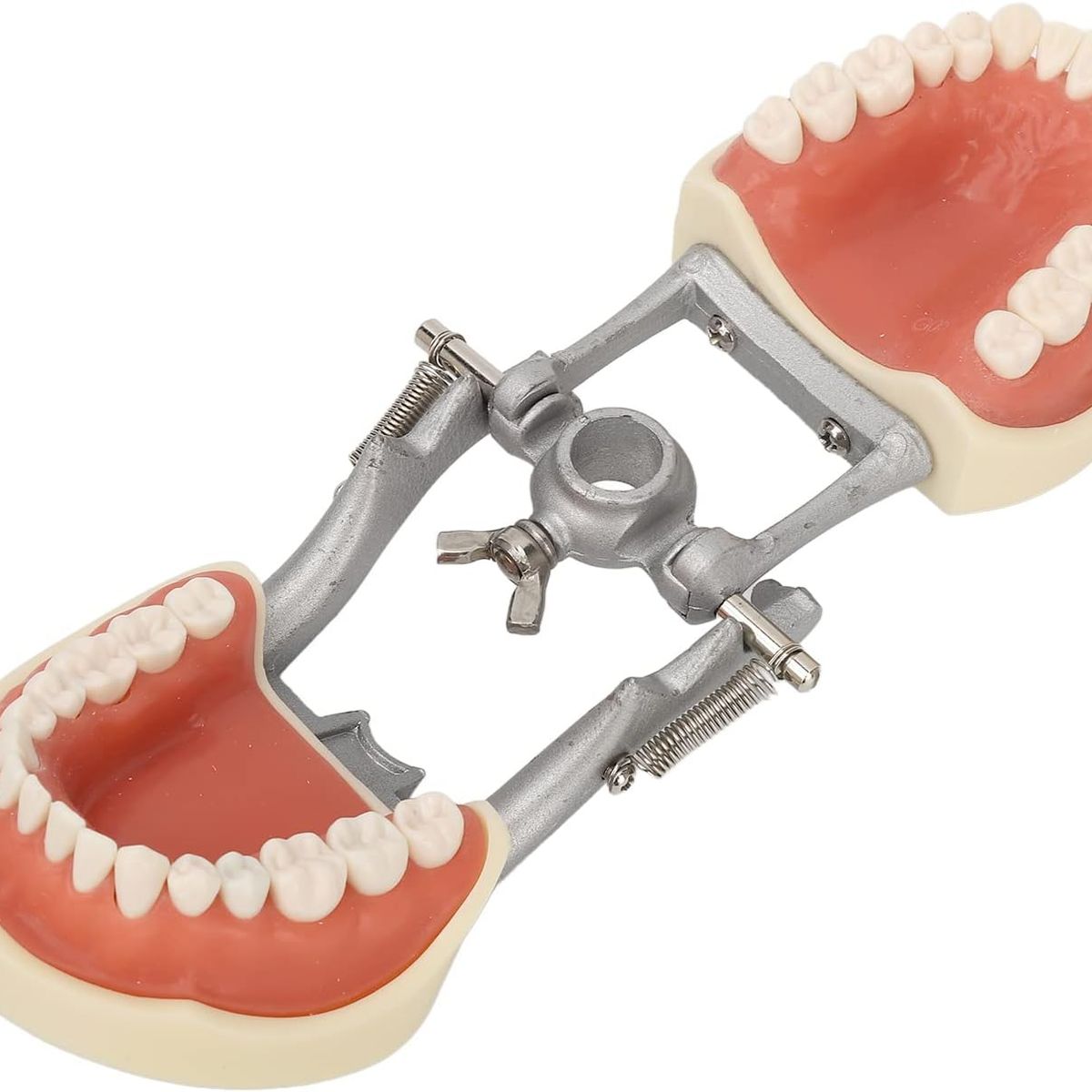KUANGYE - Modelo Dental Tipodonto Suave 32 Dientes