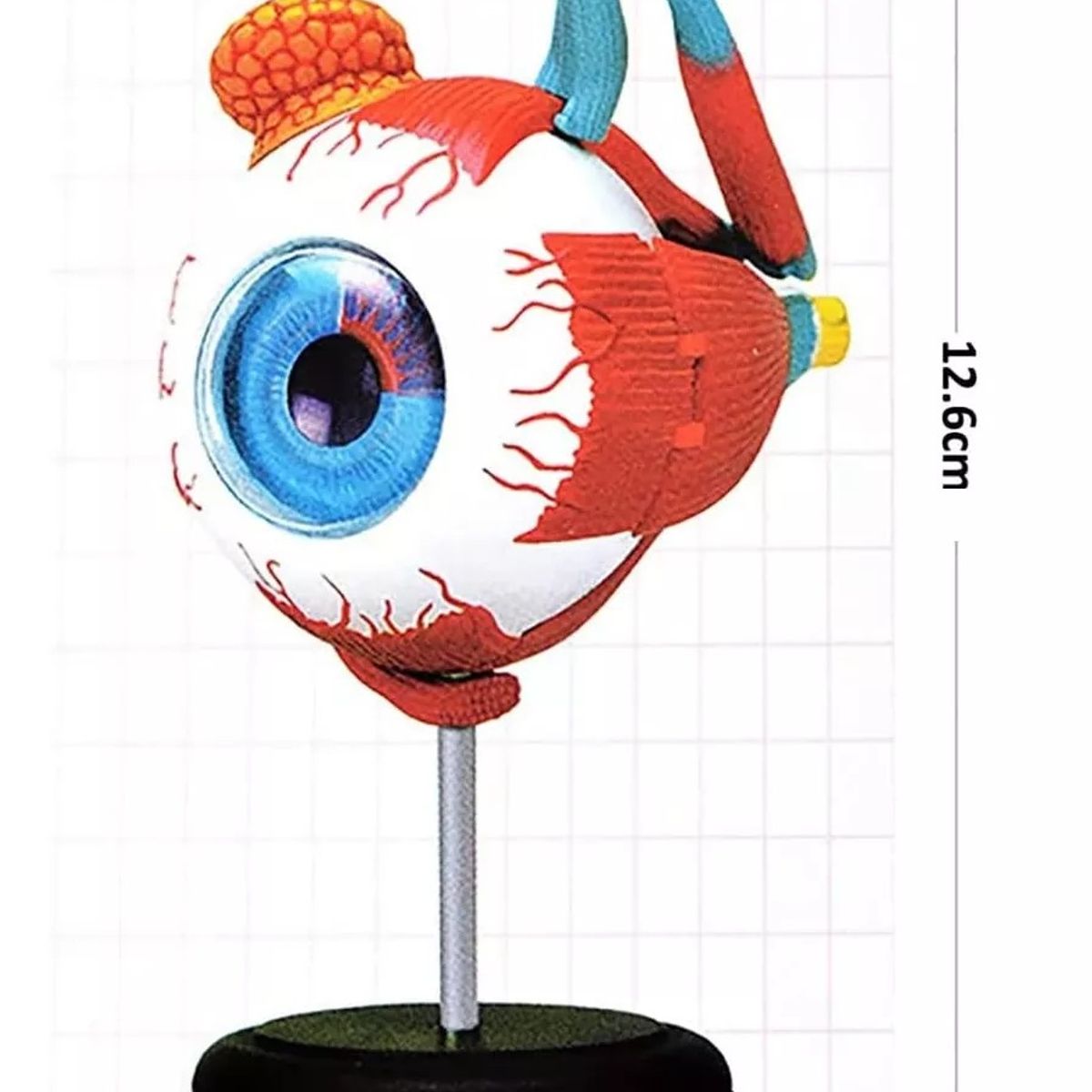 GENERICO - Ojo Humano Modelo De Globo Ocular Anatomía Del Ojo