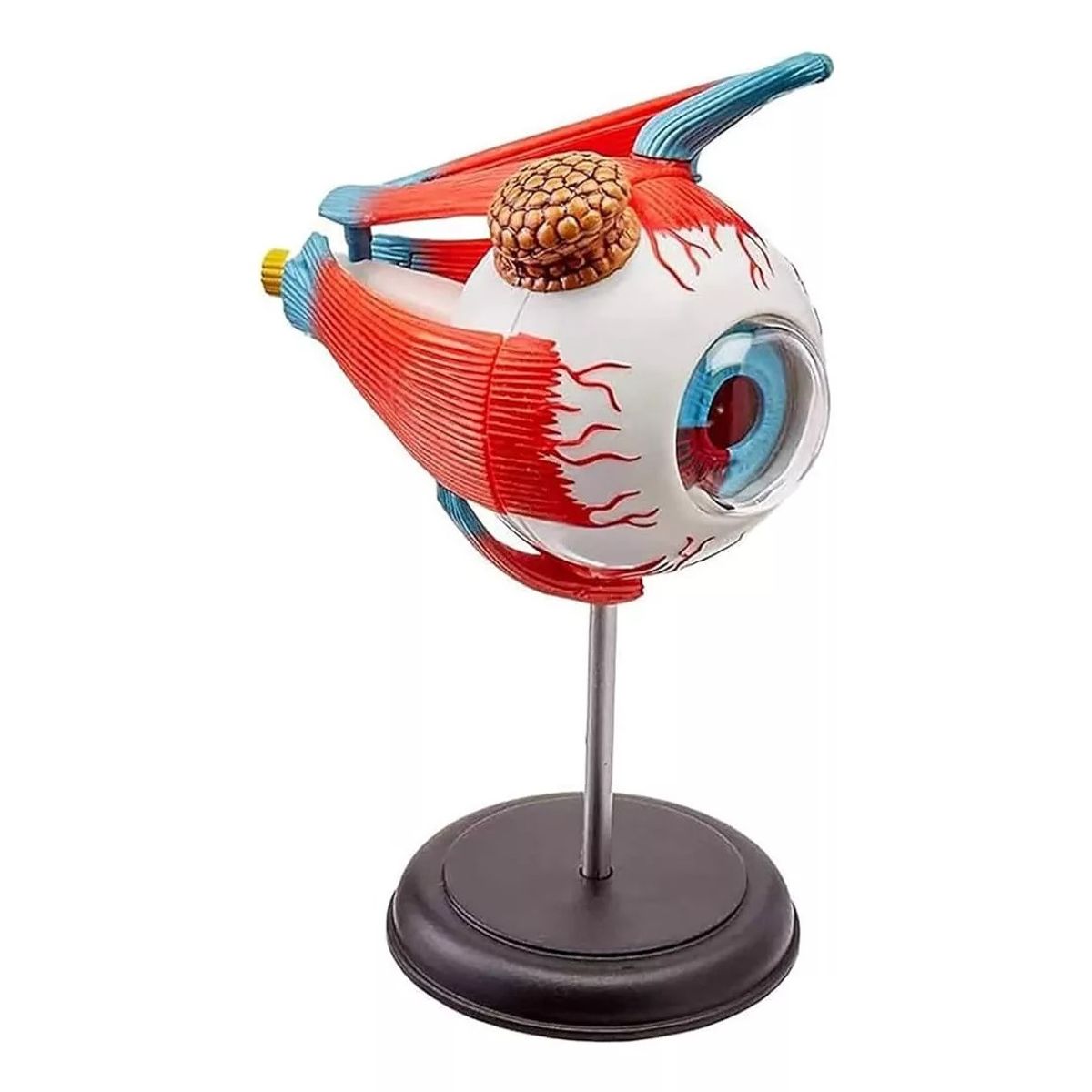 GENERICO - Ojo Humano Modelo De Globo Ocular Anatomía Del Ojo
