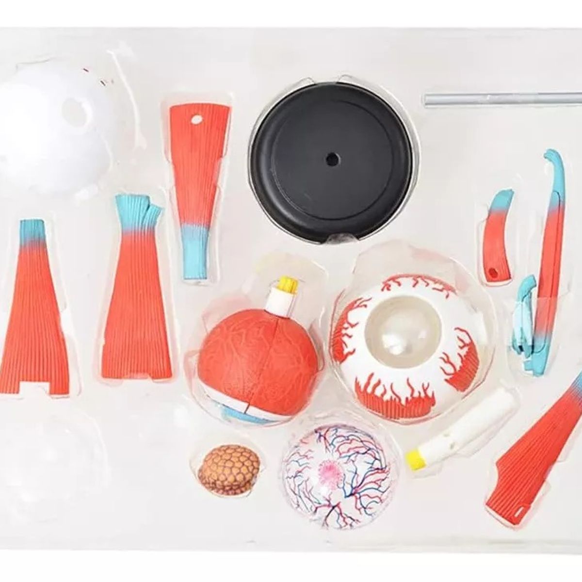 GENERICO - Ojo Humano Modelo De Globo Ocular Anatomía Del Ojo