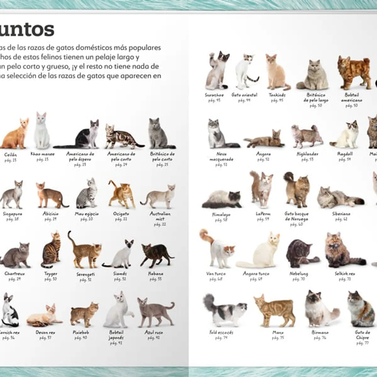 EDITORIAL CONTRAPUNTO - Mi Libro de Gatos y Gatitos