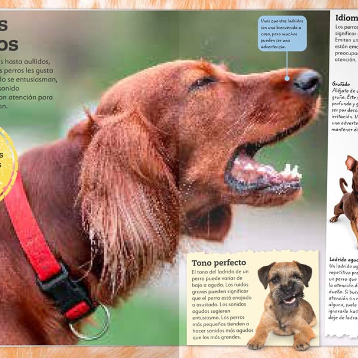 EDITORIAL CONTRAPUNTO - Mi Libro de Perros y Cachorros