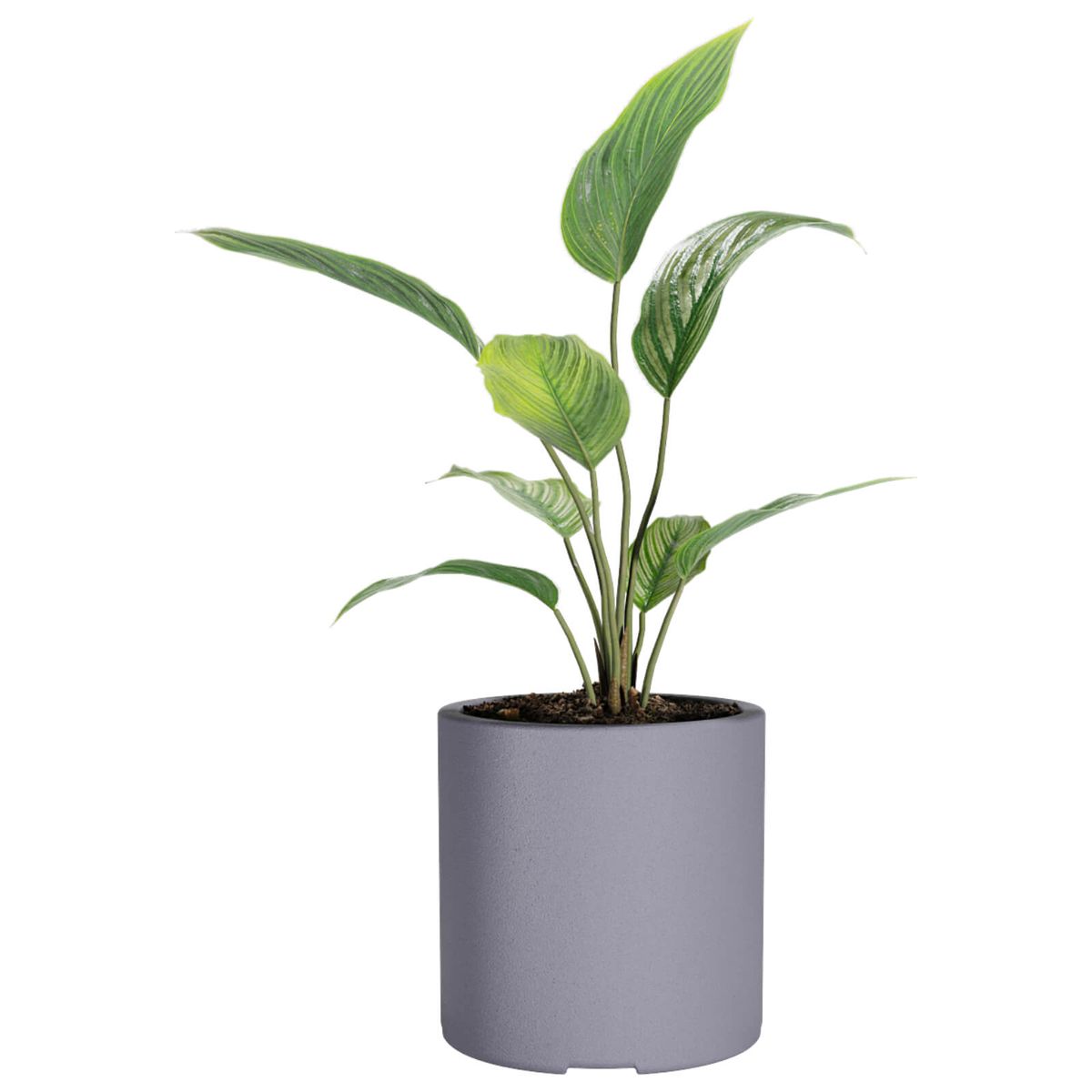 AMALFI - Macetero De Plástico Amalfi Cilindro 30x30 Cm Y 20 Litros Color Gris Grafito