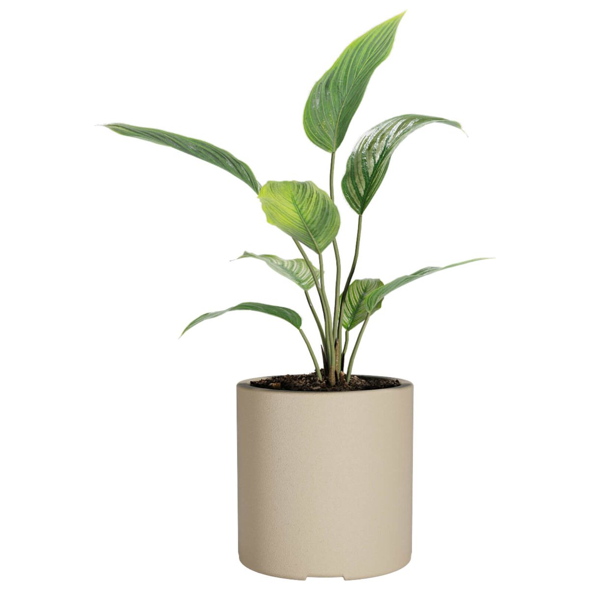 AMALFI - Macetero De Plástico Amalfi Cilindro 30x30 Cm Y 20 Litros Color Beige