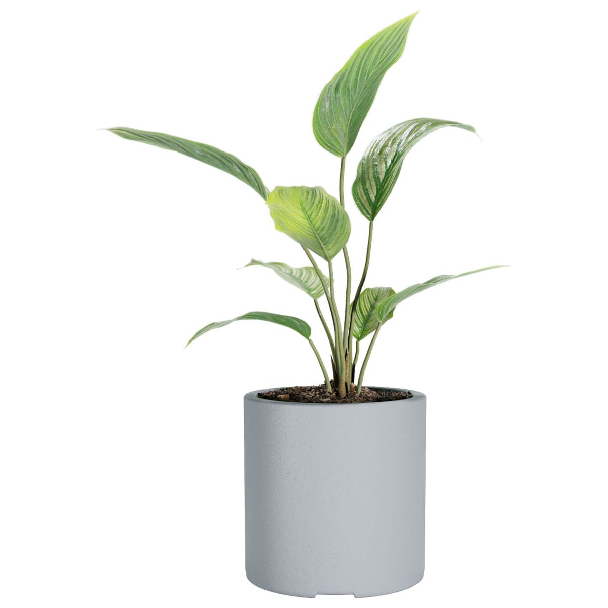 AMALFI - Macetero De Plástico Amalfi Cilindro 30x30 Cm Y 20 Litros Color Perla