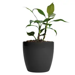 AMALFI - Pack Mayorista X10 Maceteros De Plástico 22x19,6 cm 5,3 Litros Negro