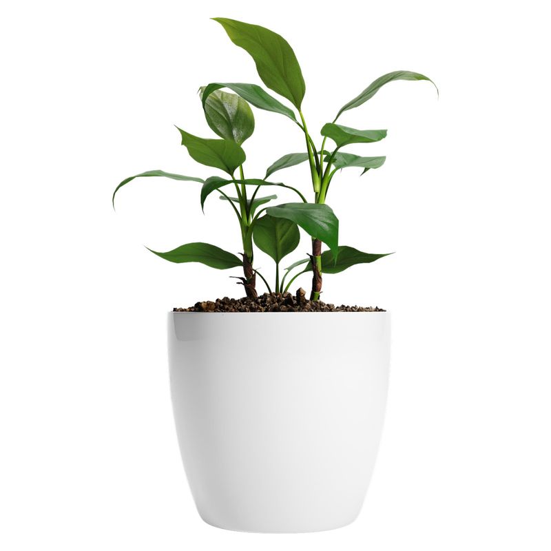 AMALFI - Pack Mayorista X10 Maceteros De Plástico 22x19,6 cm 5,3 Litros Blanco