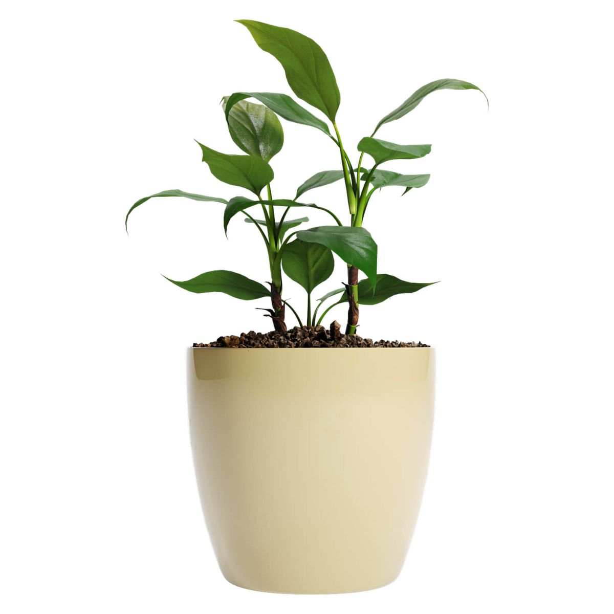 AMALFI - Pack Mayorista X10 Maceteros De Plástico 22x19,6 cm 5,3 Litros Beige