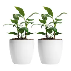 AMALFI - Pack X2 Maceteros De Plástico Premium 22x19,6 cm 5,3 Litros Blanco