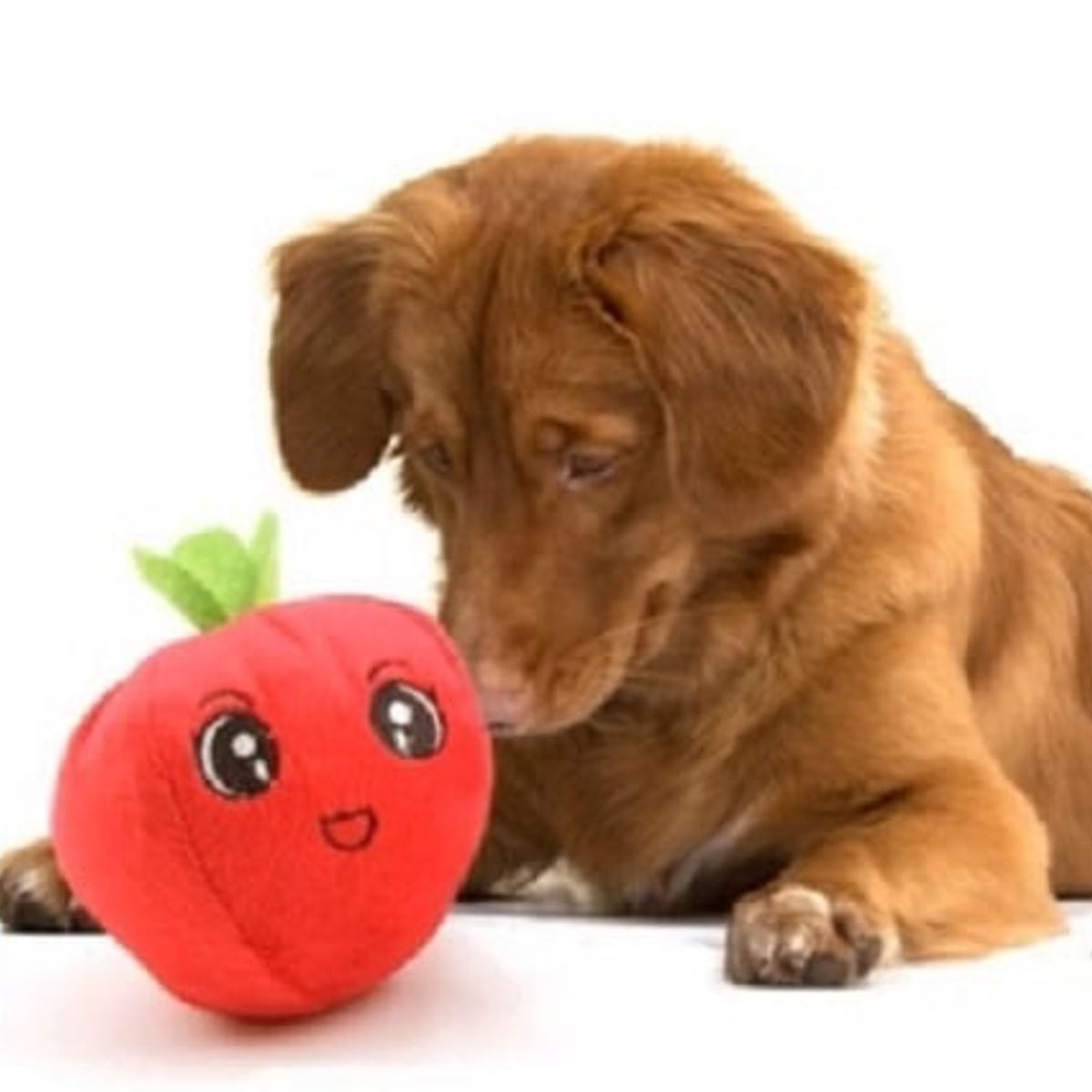 GENERICO - 5 Peluches Para Mascotas, Perro, Gatos De Frutas Y Verduras