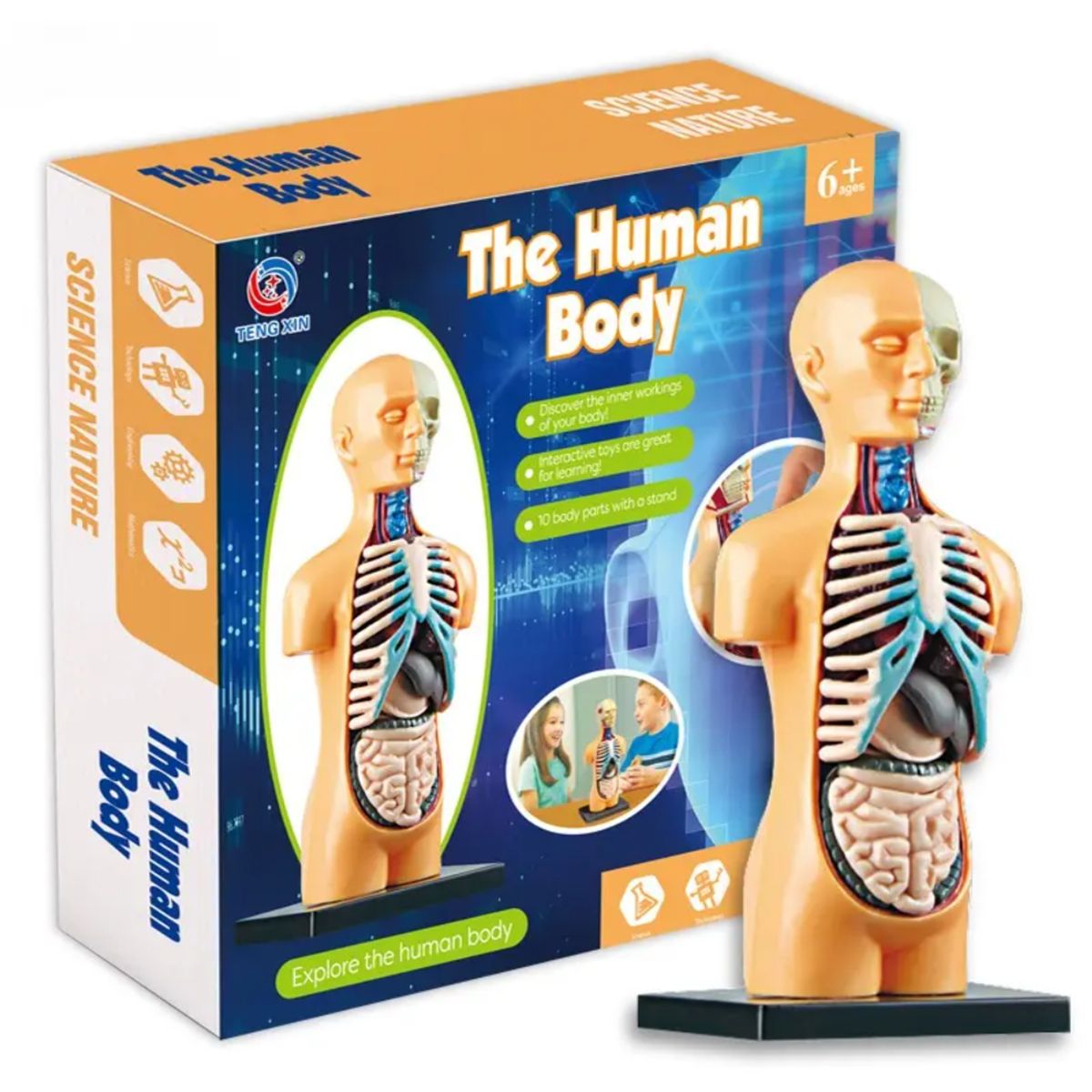 SPACEZAT - Modelo Anatómico Cuerpo Humano Armable Juguete Científico