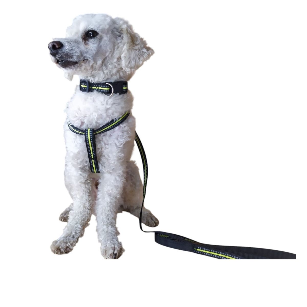 GENERICO - Correa, Arnés Y Collar Para Perros Pequeños Talla  S