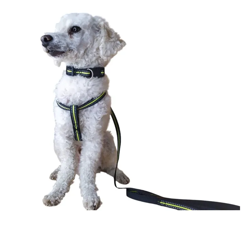 GENERICO - Correa, Arnés Y Collar Para Perros Pequeños Talla  S