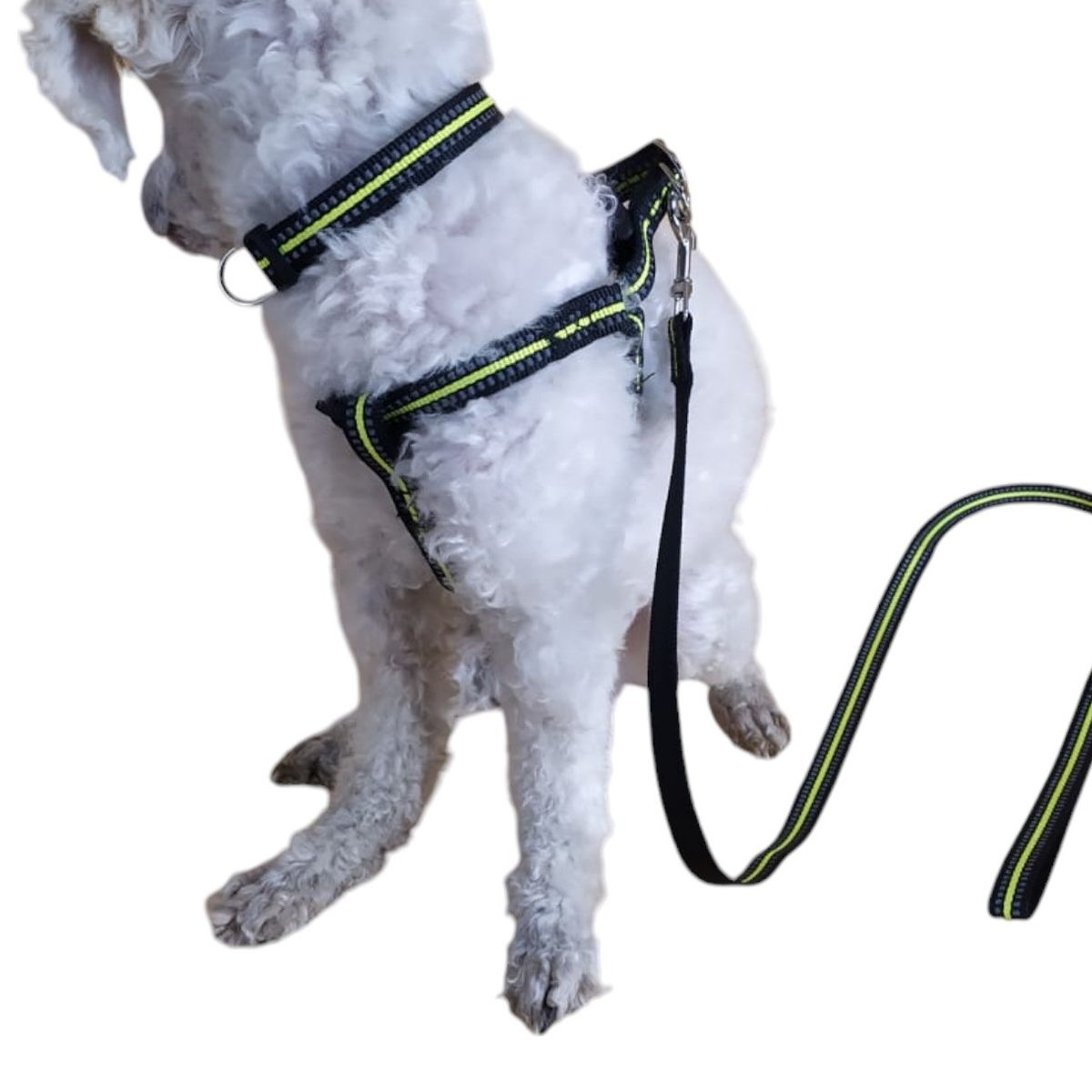 GENERICO - Correa, Arnés Y Collar Para Perros Pequeños Talla  S