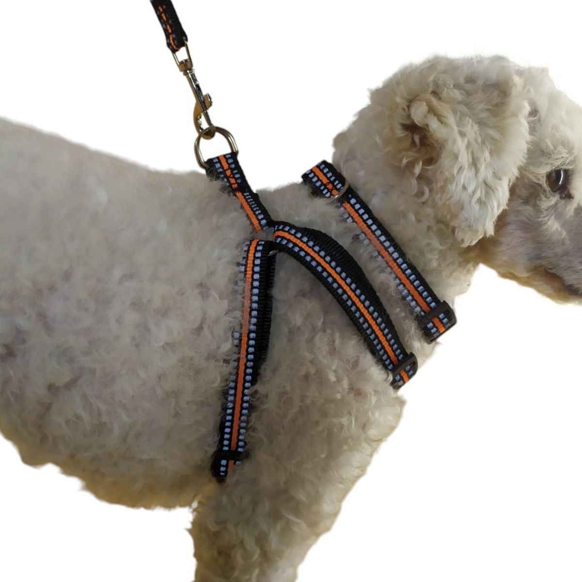 GENERICO - Correa, Arnés Y Collar Para Perros Pequeños Talla  S