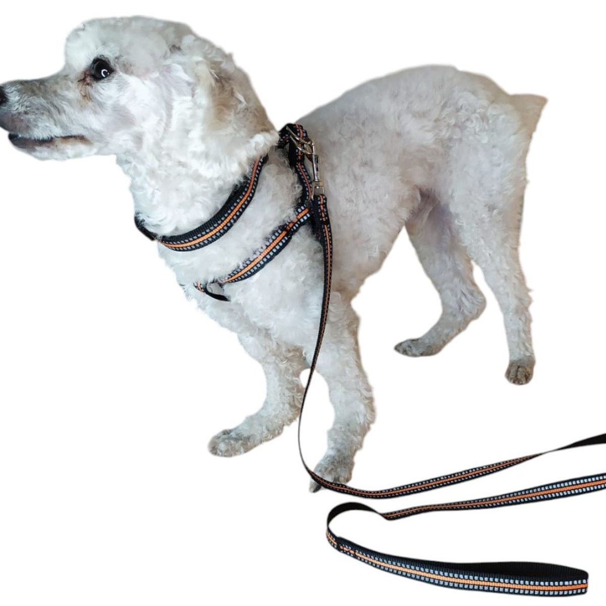 GENERICO - Correa, Arnés Y Collar Para Perros Pequeños Talla  S