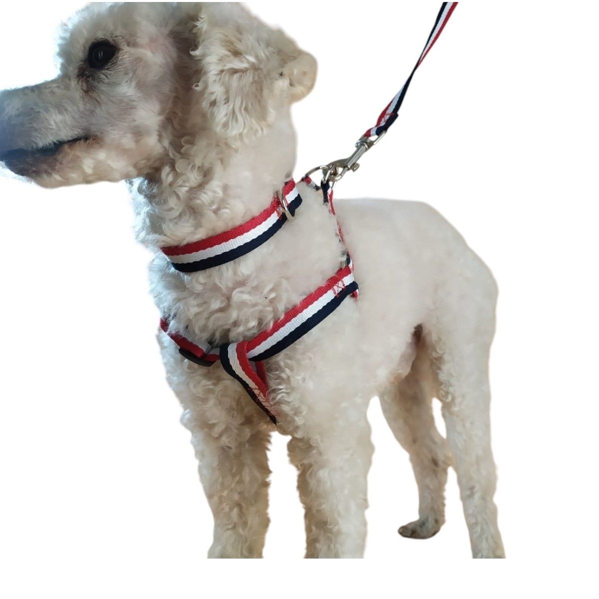 GENERICO - Correa Arnés Y Collar Para Perros De Razas Pequeñas