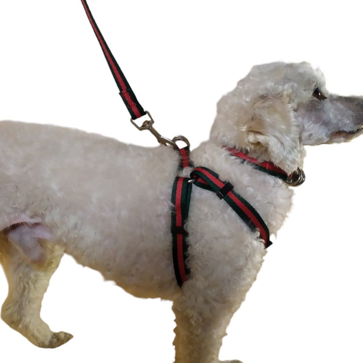 GENERICO - Correa Arnés Y Collar Para Perros De Razas Pequeñas