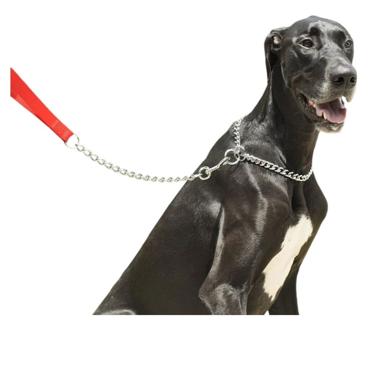 DEFENSOR FOREVER - Correa Metálica Perros De Razas Medianas De Hasta 20 Kilos