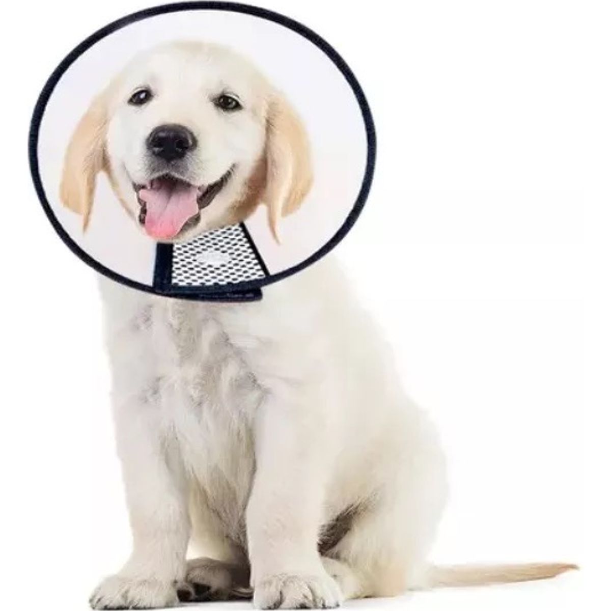 GENERICO - Collar Isabelino Perro Collar Isabelino Gato Collar Perro 5