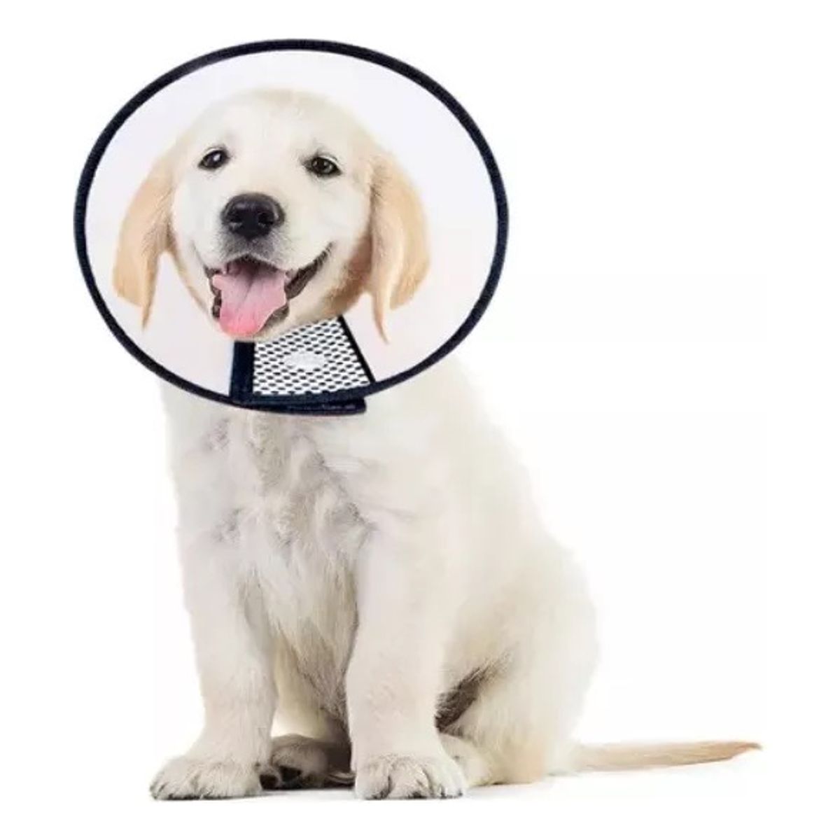 GENERICO - Collar Isabelino Perro Collar Isabelino Gato Collar Perro 5