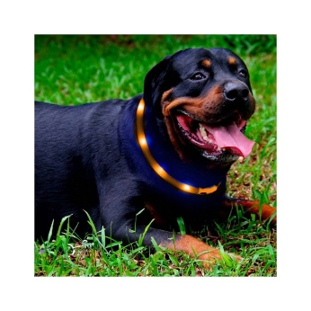 GENERICO - Collar Para Perro Luz Led Luminoso 35 Cm Carga Usb Rojo