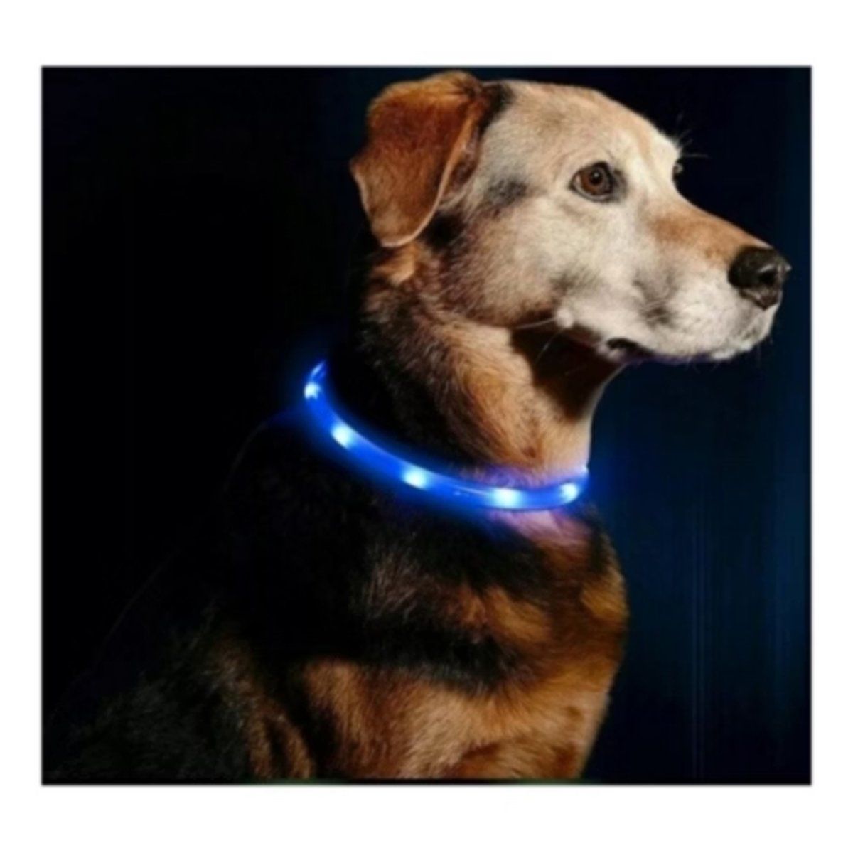 GENERICO - Collar Para Perro Luz Led Luminoso 35 Cm Carga Usb Azul