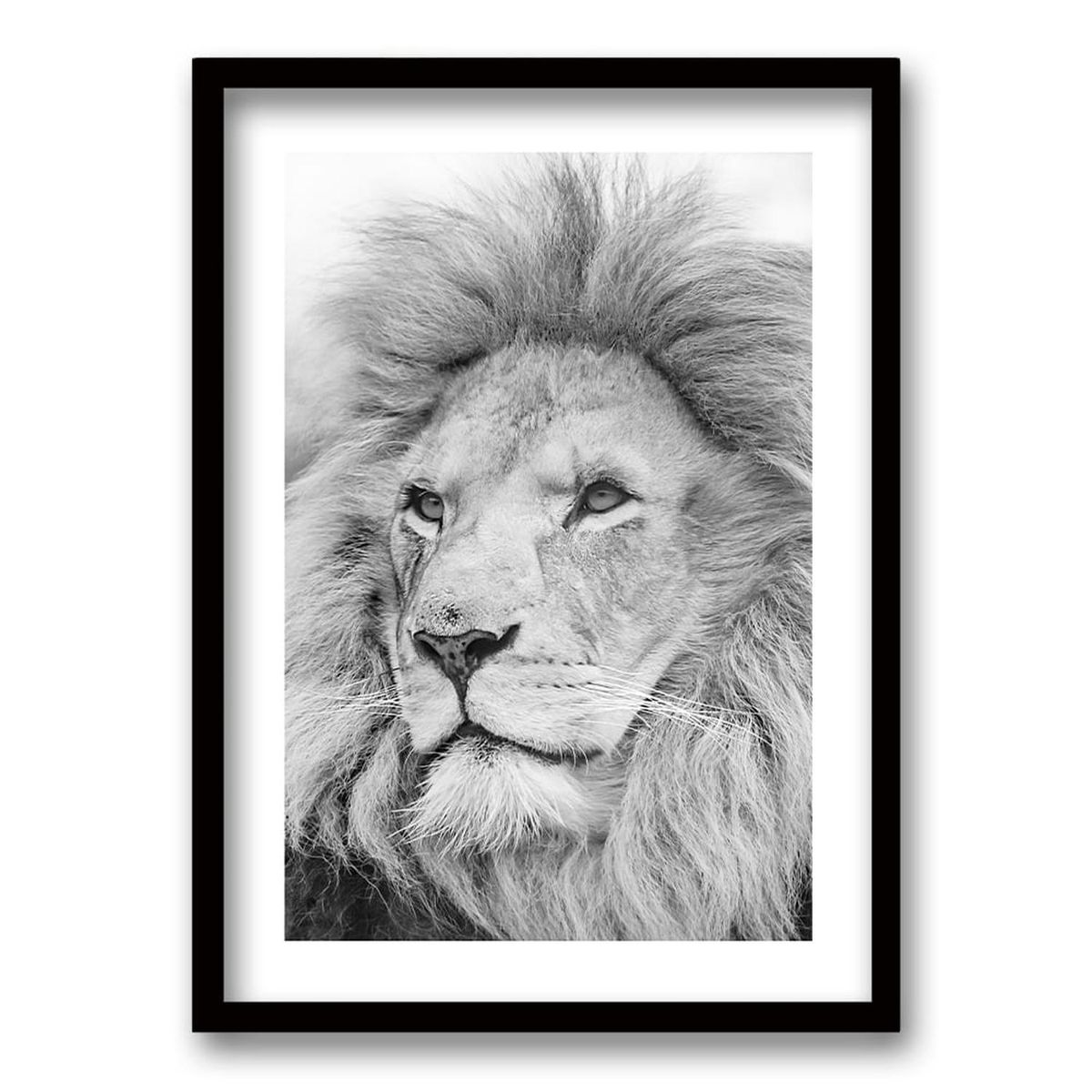 RETELA - Cuadro León Gris - Negro