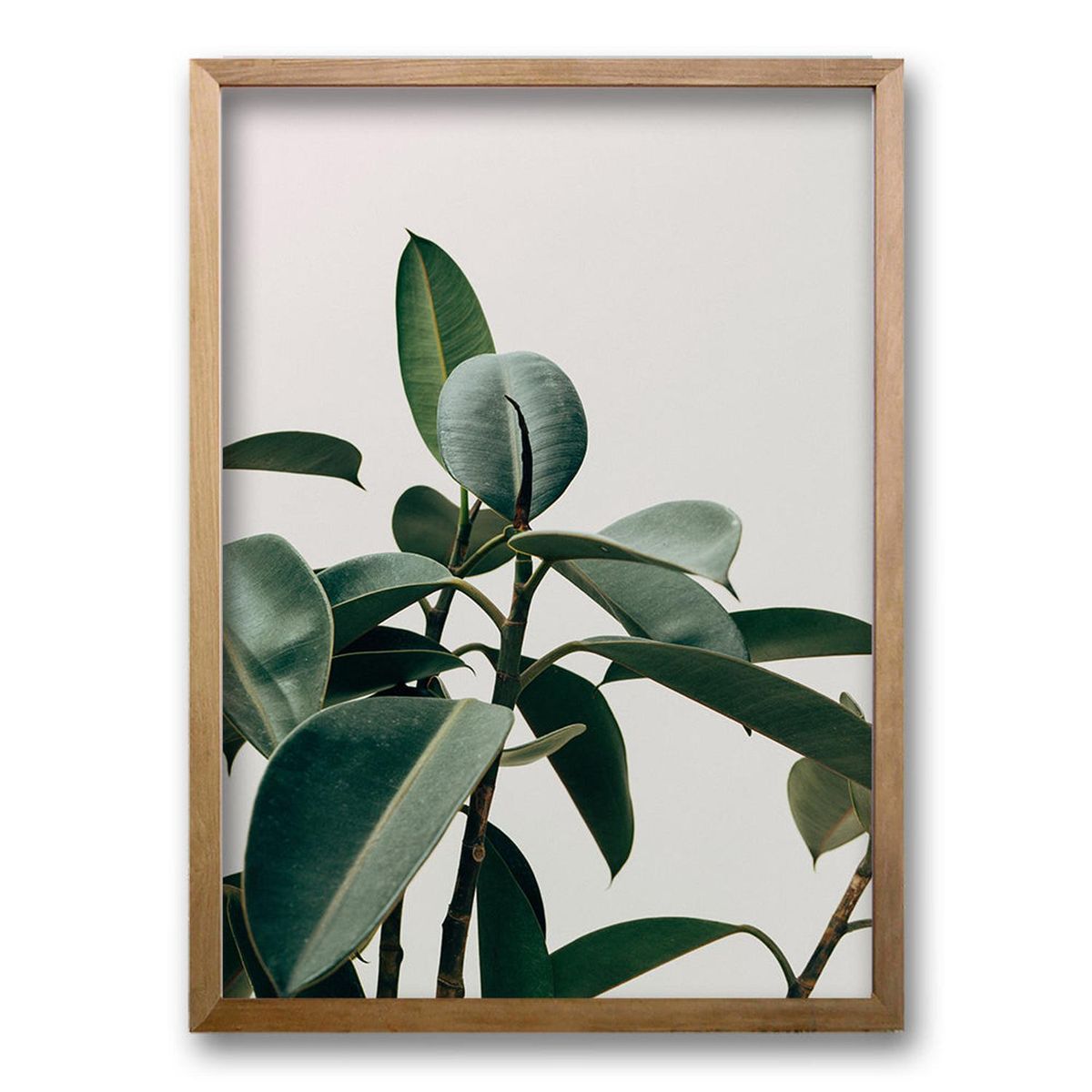 RETELA - Cuadro Planta - Negro