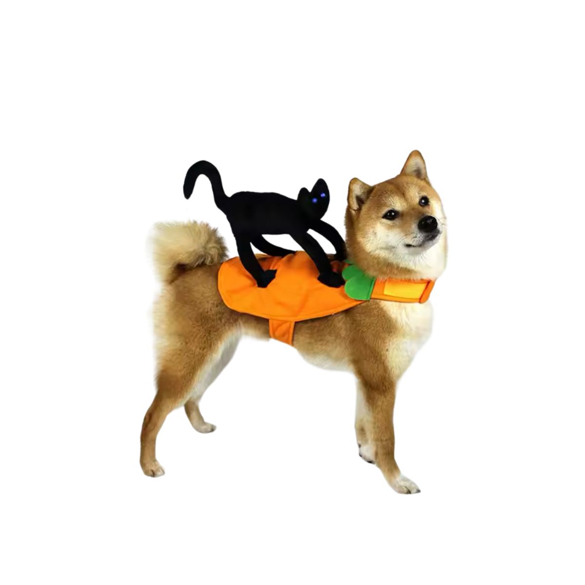 GENERICO - Disfraz Calabaza Con Gatos Negro Perro Gatos Halloween M