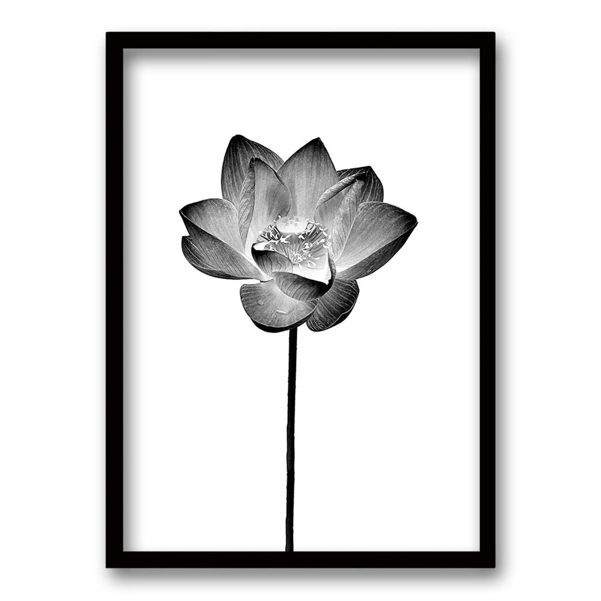 RETELA - Cuadro Flor de Loto I - Negro