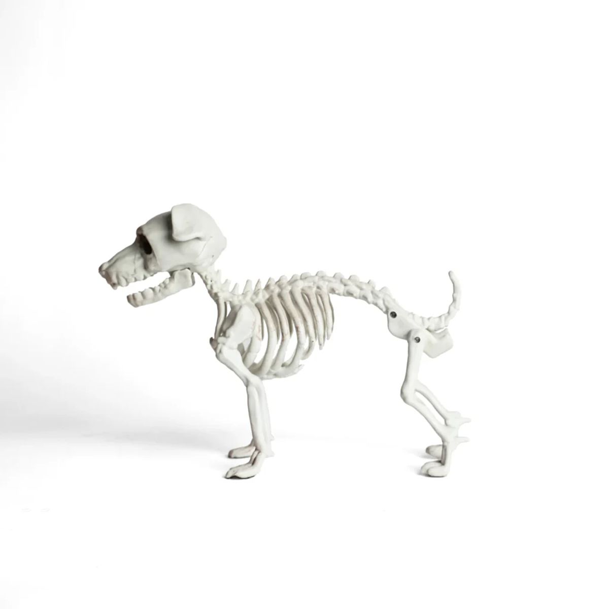 FRANK & MORTIS - Esqueleto Perro Schnauzer Decoración Halloween F&m