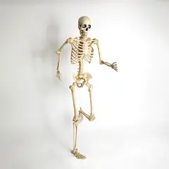 FRANK & MORTIS - Esqueleto Articulado Con Ojos Led Animados 165cm Halloween