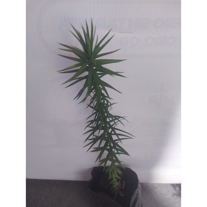 GENERICO - Araucaria Araucaria araucana Conífera de la familia Araucariaceae