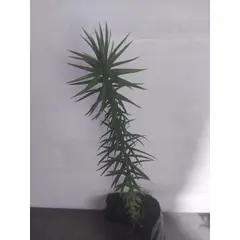 GENERICO - Araucaria Araucaria araucana Conífera de la familia Araucariaceae