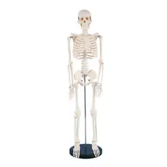 ATURE - Modelo Anatómico Craneo Esqueleto Humano Desmontable 85cm
