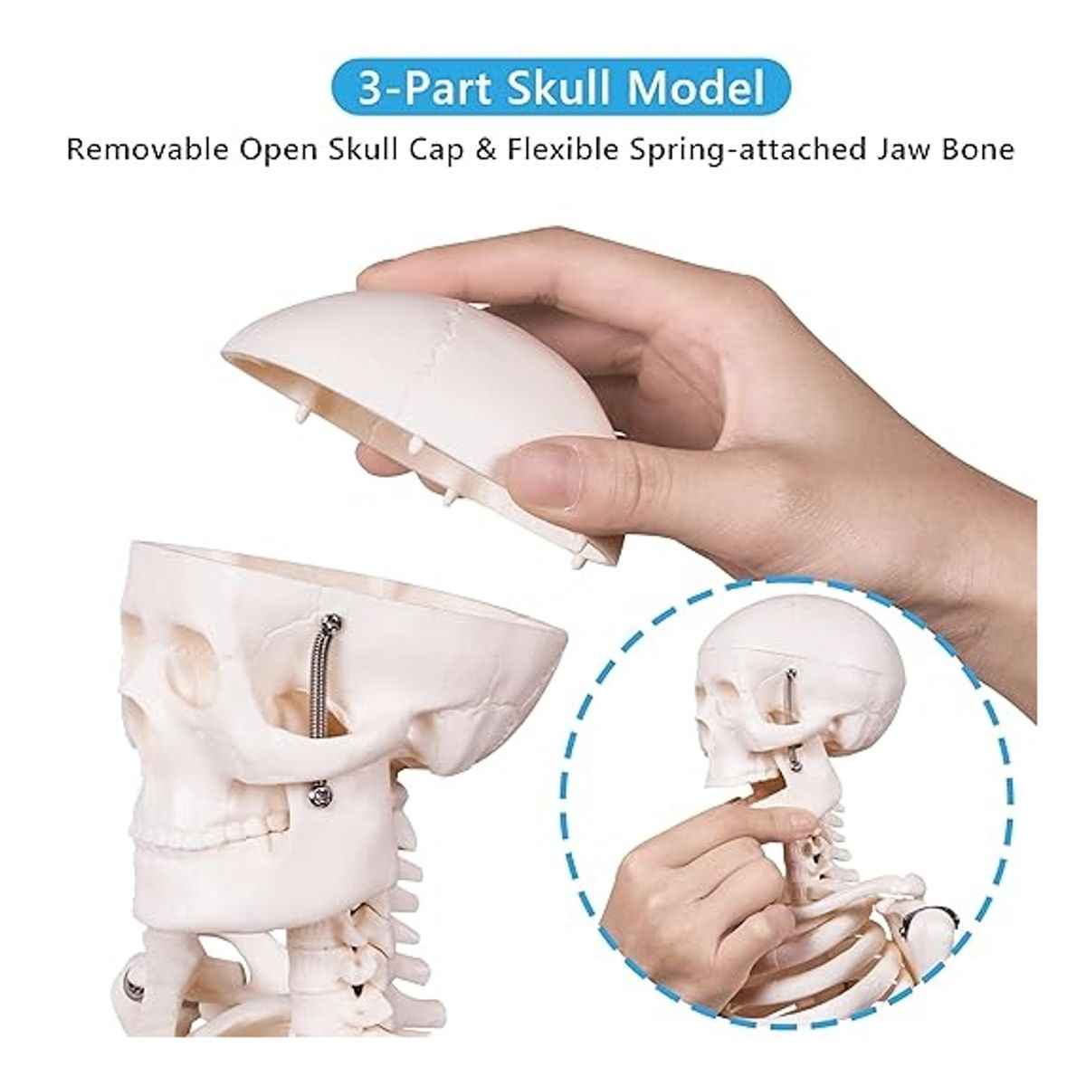 ATURE - Modelo Anatómico Craneo Esqueleto Humano Desmontable 85cm