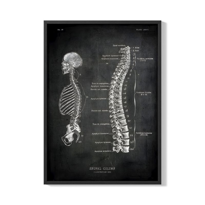 CREANGO - CUADRO POSTER CUERPO HUMANO ESPINAL DORSAL 33X43