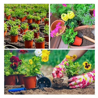 Imagen 2 del producto Pack 100 Maceteros Flexibles 15x13, Cactus, Suculentas