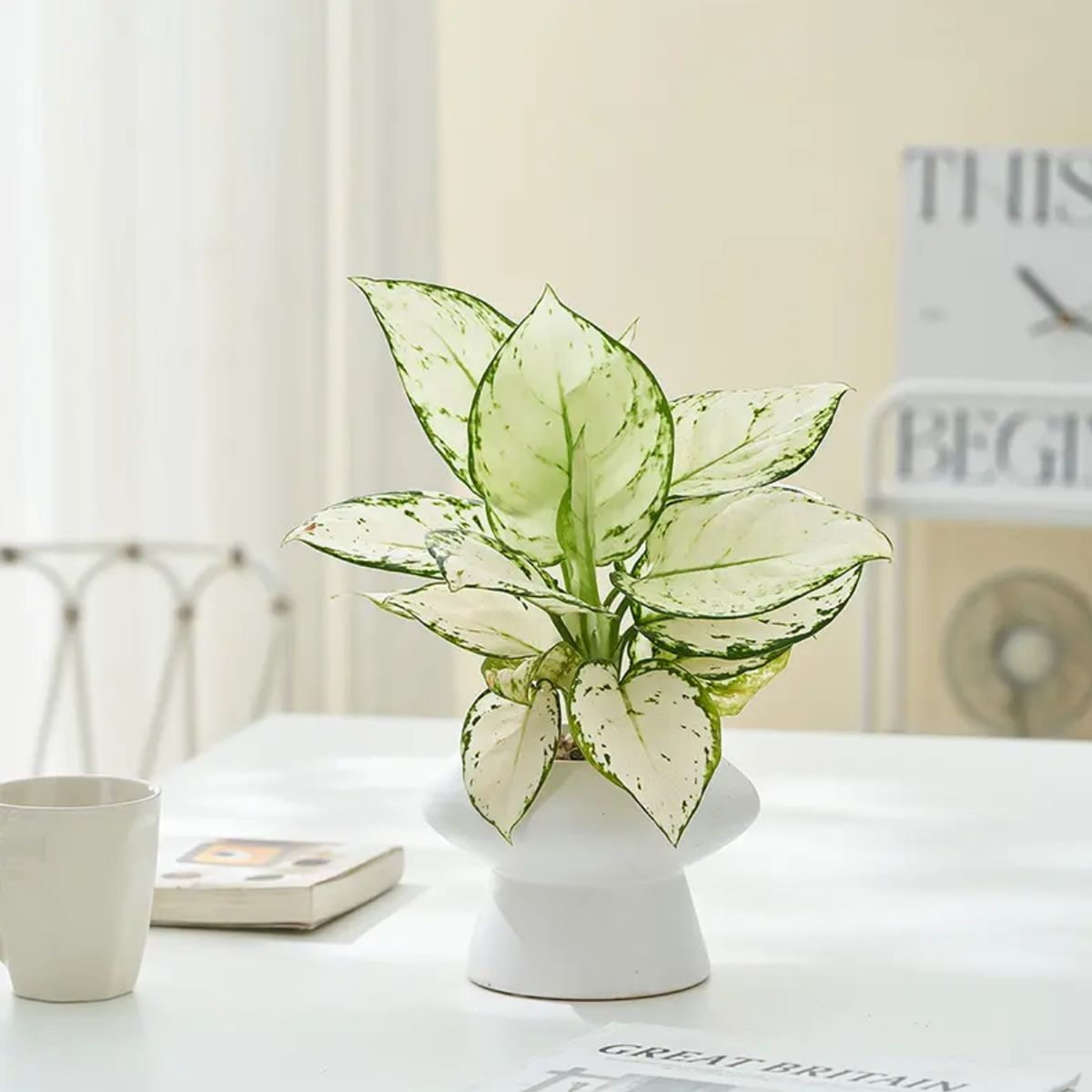 GENERICO - Set 3 Macetero Maceta De Ceramica Con Forma De Seta Blanco